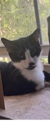 Lost Female Cat last seen Near st sw 65 ave South Miami, South Miami, FL 33143