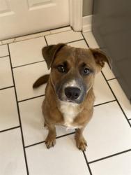 Shelter Stray Male Dog last seen CHARLOTTE, 8315 Byrum Dr, Charlotte, NC 28217, USA