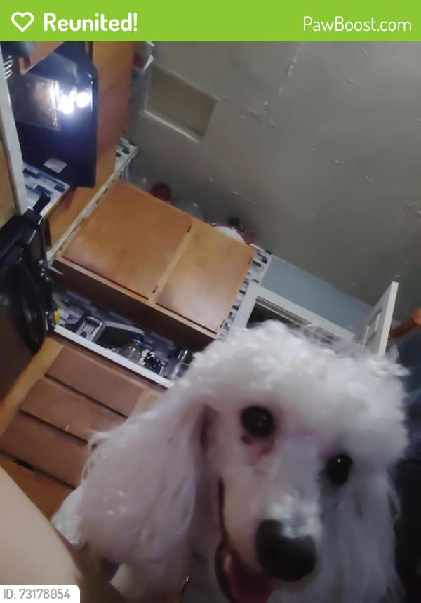 Reunited Female Dog last seen 6th and longspeak, Brighton, CO 80601