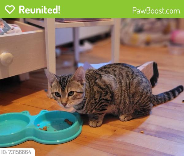 Reunited Male Cat last seen Theirry/chinouard lasalle H8n1h2, Montreal, QC H8N