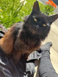 Reunited Female Cat last seen Coke Street. George Street South., Greater Manchester, England 