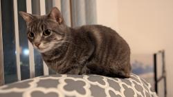 Reunited Female Cat last seen North East side of Cropsey Ave and Bay 8th St, Brooklyn, NY 11228