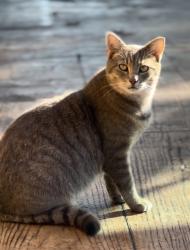 Lost Female Cat last seen St. Rt. 13 and Twp Rd 36 NW, Somerset, OH 43783