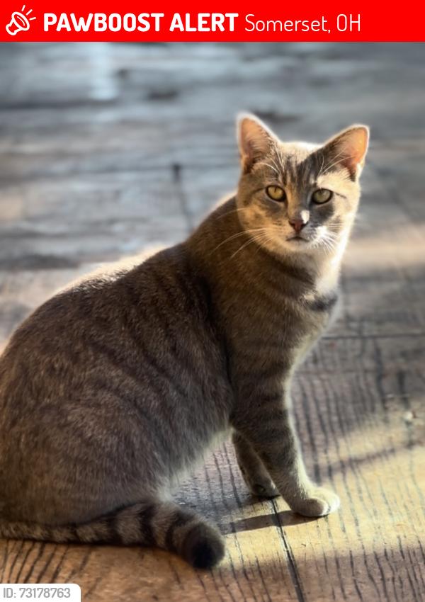 Lost Female Cat last seen St. Rt. 13 and Twp Rd 36 NW, Somerset, OH 43783