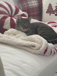 Lost Female Cat last seen Regent Drive Summerset 3, Brentwood, CA 94513