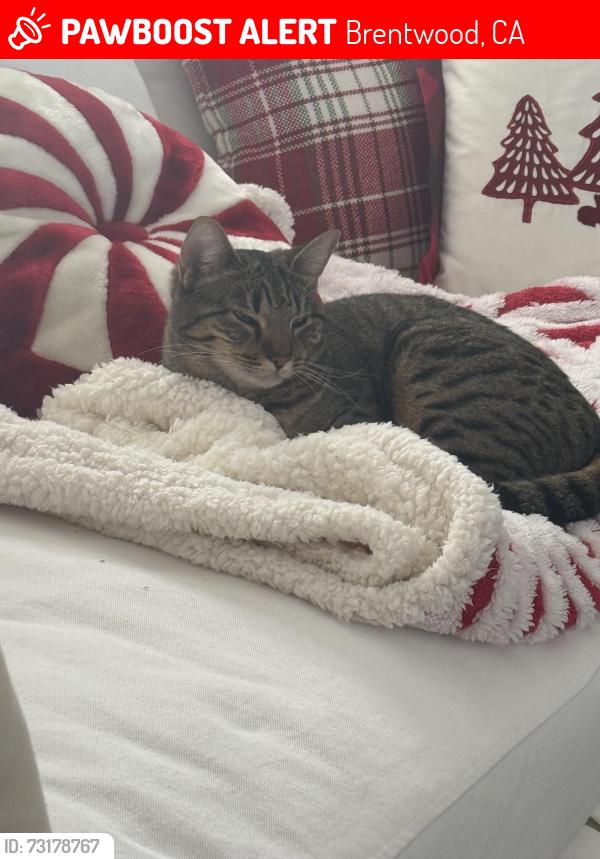 Lost Female Cat last seen Regent Drive Summerset 3, Brentwood, CA 94513