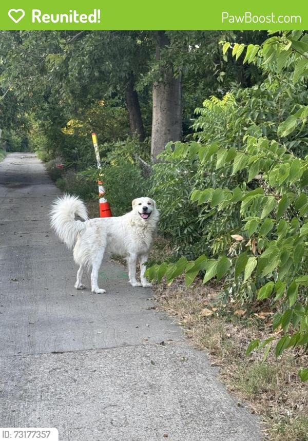 Reunited Male Dog last seen By Oates and Harvey Dr, Mesquite, TX 75150