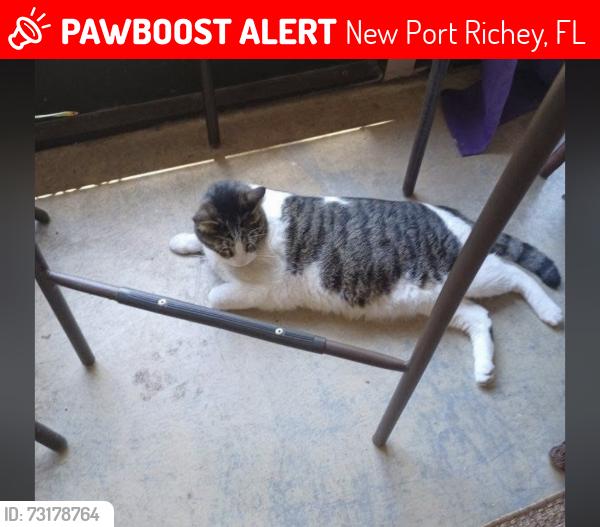 Lost Male Cat last seen Sycamore dr and tanglewood dr, New Port Richey, FL 34654