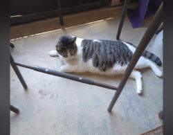 Lost Male Cat last seen Sycamore dr and tanglewood dr, New Port Richey, FL 34654
