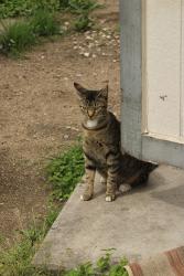Lost Female Cat last seen near a bunch of roads, Pflugerville, TX 78660
