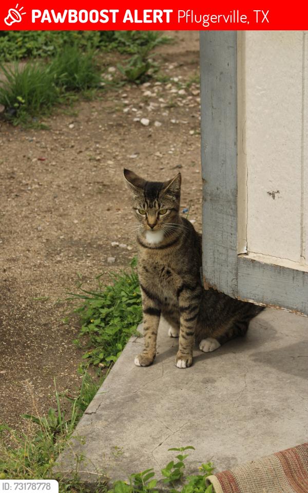 Lost Female Cat last seen near a bunch of roads, Pflugerville, TX 78660