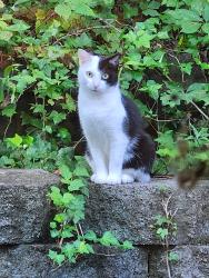 Reunited Female Cat last seen Pine needles trail, Ellington way,, Chattanooga, TN 37421