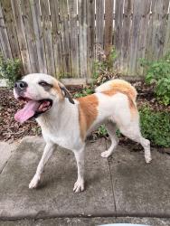 Found/Stray Male Dog last seen Valley Trail and Park Trail, San Antonio, TX 78250