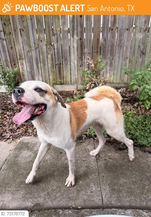 Found/Stray Male Dog last seen Valley Trail and Park Trail, San Antonio, TX 78250