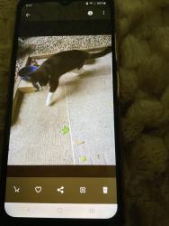 Found/Stray Unknown Cat last seen Blue hills de Hamden ct 06514, Hamden, CT 06514