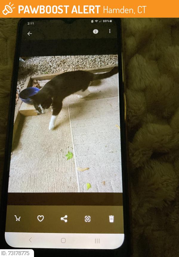 Found/Stray Unknown Cat last seen Blue hills de Hamden ct 06514, Hamden, CT 06514