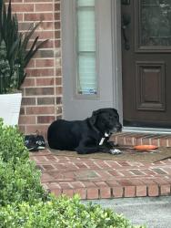 Found/Stray Unknown Dog last seen Orchard links drive,, Richmond, TX 77407