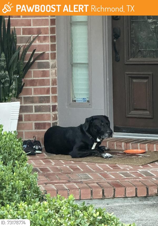Found/Stray Unknown Dog last seen Orchard links drive,, Richmond, TX 77407