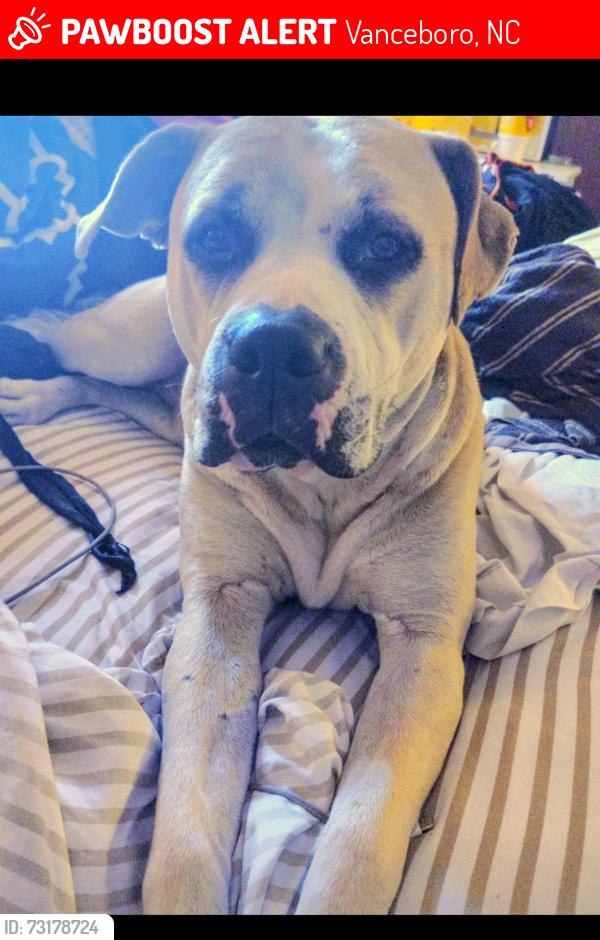 Lost Female Dog last seen Campbell rd, Piney neck Rd, Vanceboro, NC 28586