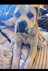 Lost Female Dog last seen Campbell rd, Piney neck Rd, Vanceboro, NC 28586