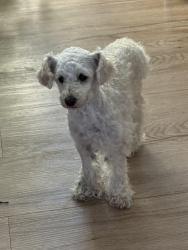 Reunited Female Dog last seen Midfield ave in Westchester, Manchester, La tijera, Los Angeles, CA 90045