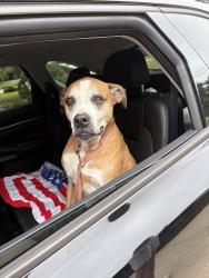 Reunited Male Dog last seen Fernwood Glendale, Pierce Acres neighborhood, Spartanburg, SC 29307