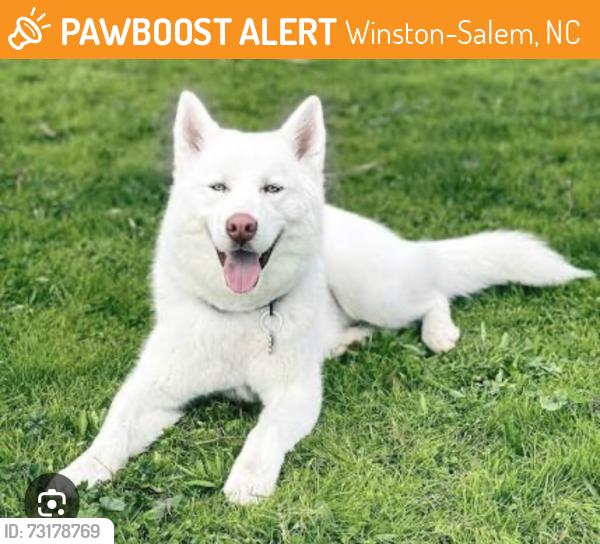 Found/Stray Unknown Dog last seen Target, Winston-Salem, NC 27103