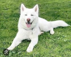 Found/Stray Unknown Dog last seen Target, Winston-Salem, NC 27103