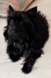 Lost Male Dog last seen Near neighborhood Walmart, Lumberton, NC 28358