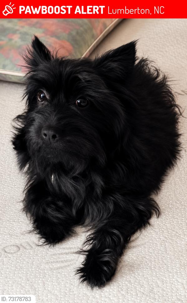 Lost Male Dog last seen Near neighborhood Walmart, Lumberton, NC 28358
