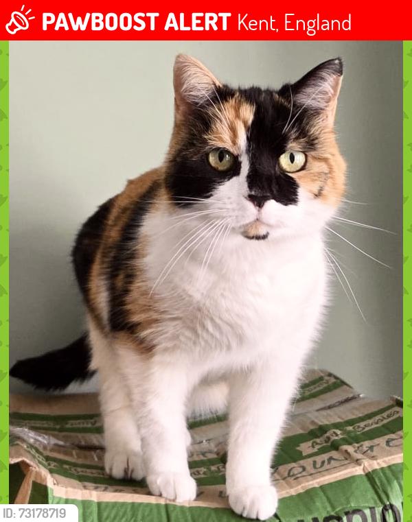 Lost Female Cat last seen West Parade, Kent, England 