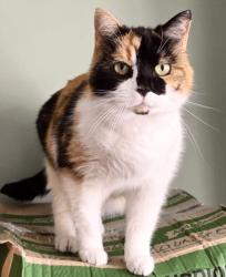 Lost Female Cat last seen West Parade, Kent, England 