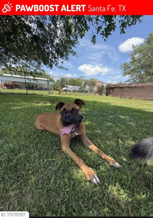 Lost Male Dog last seen Near n Jackson st, Santa Fe, TX 77517