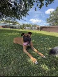 Lost Male Dog last seen Near n Jackson st, Santa Fe, TX 77517