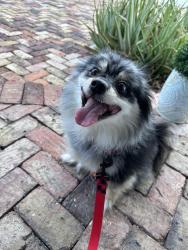 Found/Stray Male Dog last seen Near Appleby Steet and NE 7th Avenue, Boca Raton, FL 33487