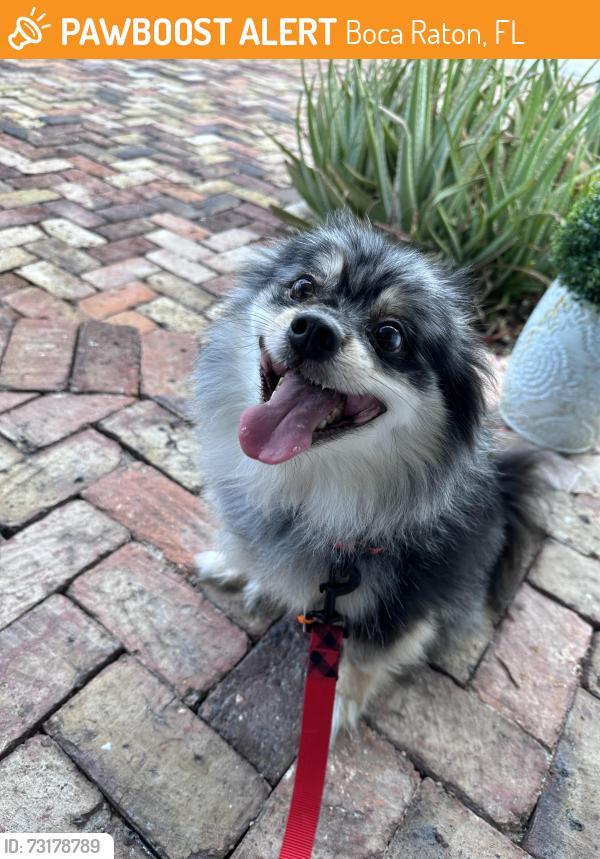 Found/Stray Male Dog last seen Near Appleby Steet and NE 7th Avenue, Boca Raton, FL 33487