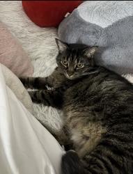 Lost Female Cat last seen Parker Choctaw, Lockport, IL 60491