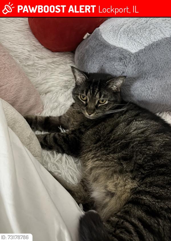 Lost Female Cat last seen Parker Choctaw, Lockport, IL 60491