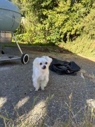 Reunited Female Dog last seen Ayer’s & concord blvd, Concord, CA 94521