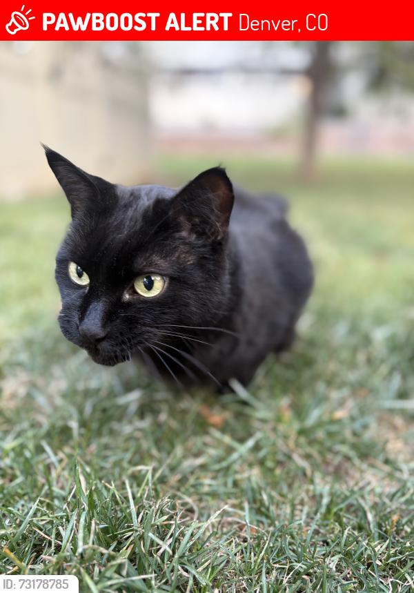 Lost Male Cat last seen Pinehurst park, Denver, CO 80236