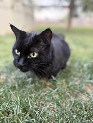 Lost Male Cat last seen Pinehurst park, Denver, CO 80236