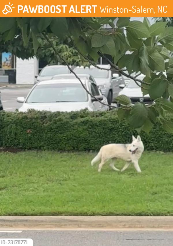 Found/Stray Unknown Dog last seen Target and Dollar Tree off Hanes Mall, Winston-Salem, NC 27103