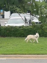 Found/Stray Unknown Dog last seen Target and Dollar Tree off Hanes Mall, Winston-Salem, NC 27103
