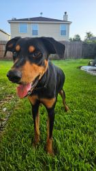 Found/Stray Male Dog last seen Glennloch forest dr, Spring, TX 77379