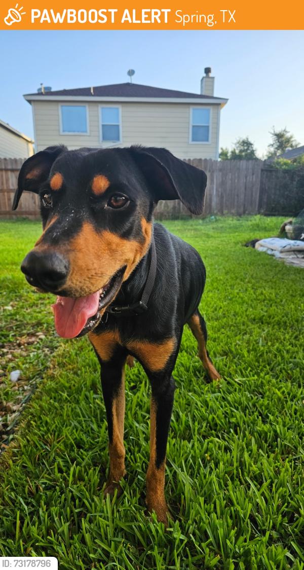 Found/Stray Male Dog last seen Glennloch forest dr, Spring, TX 77379