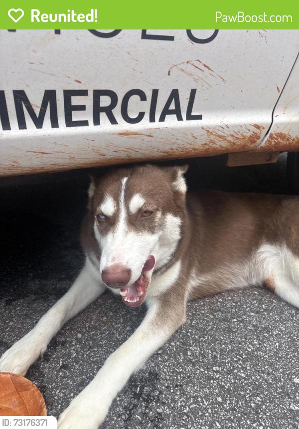 Reunited Female Dog last seen Rilla circle lawrenceville ga, Lawrenceville, GA 30043