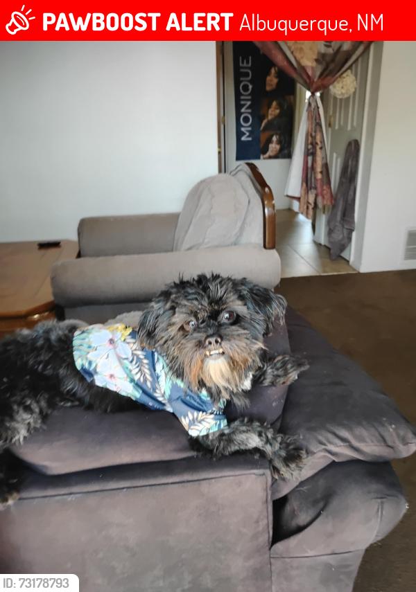 Lost Male Dog last seen Dunes Western skies, Albuquerque, NM 87123