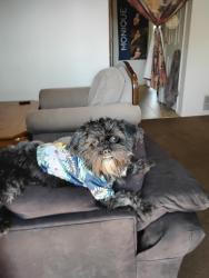 Lost Male Dog last seen Dunes Western skies, Albuquerque, NM 87123