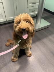 Lost Female Dog last seen Tilghman Street, Allentown, PA 18104