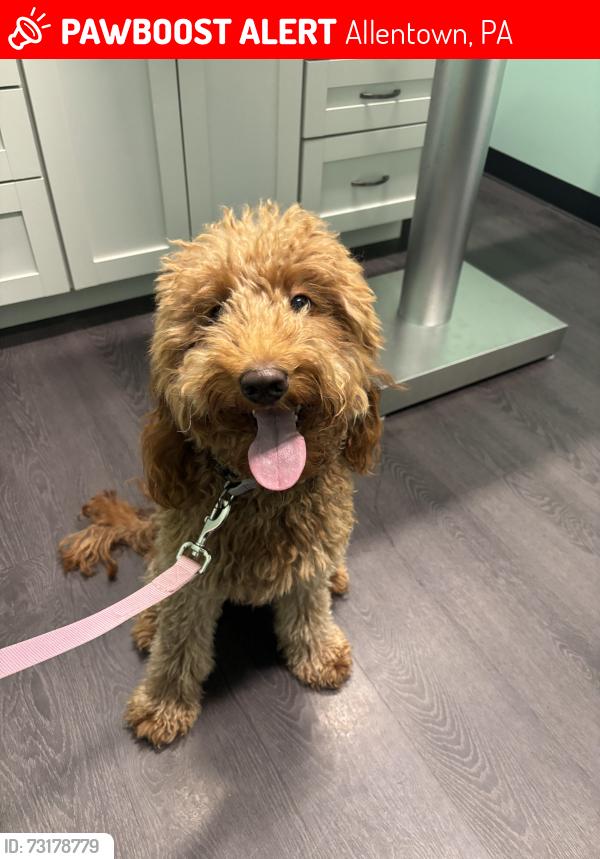 Lost Female Dog last seen Tilghman Street, Allentown, PA 18104